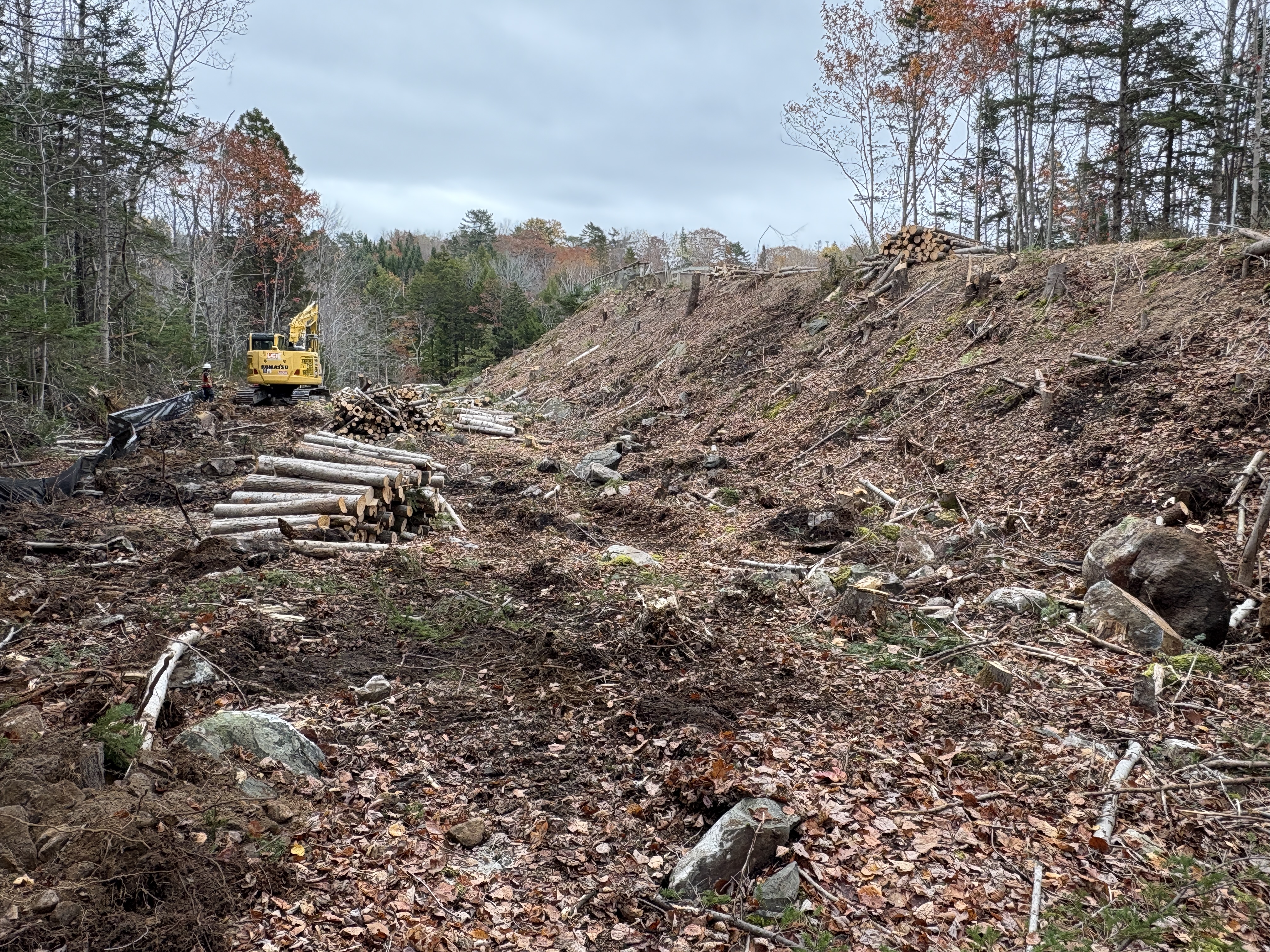 pile of logs on grubbed land