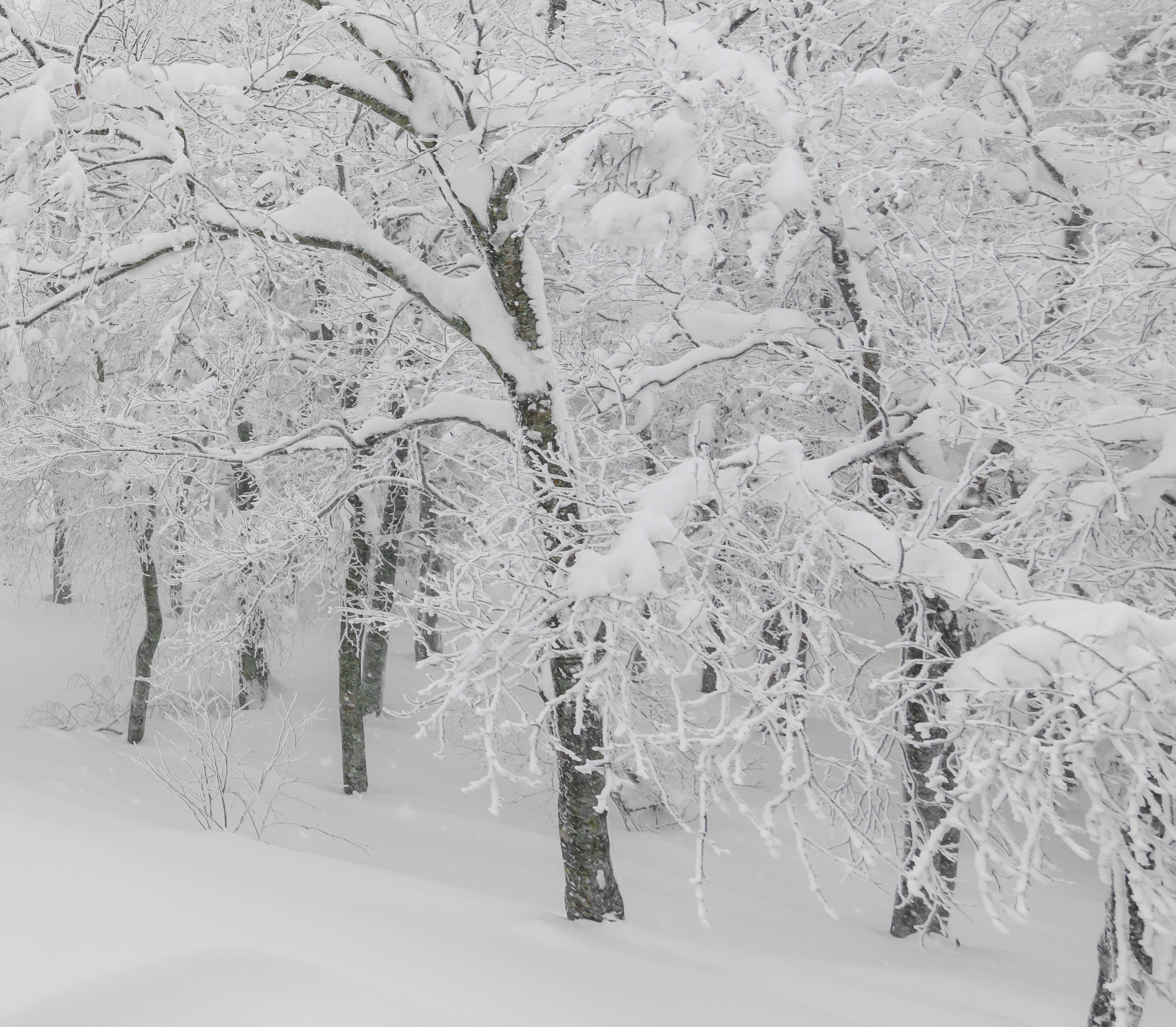 snow covered trees