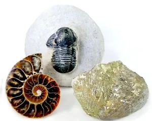 A great selection of ethically sourced Fossils