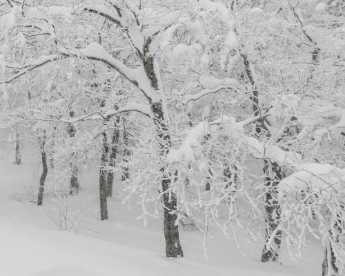 snow covered trees