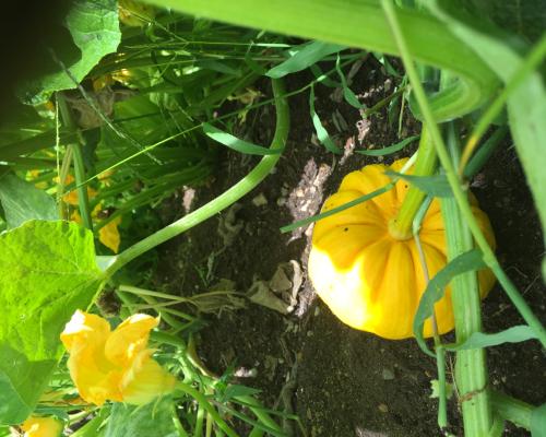 Yellow squash on the vine
