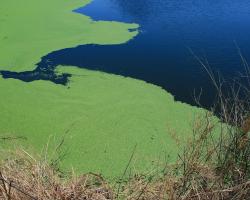 green algae floating on lake water